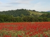 papaveri-amiata